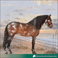Horse Color:White Spotted Bay 