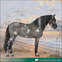 Horse Color:White Spotted Grullo Rabicano 