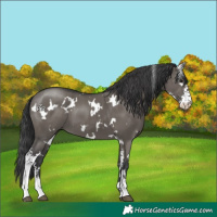 Horse Color:White Spotted Grullo Sabino