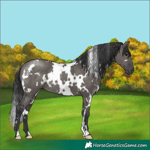 Horse Color:White Spotted Grullo Rabicano 