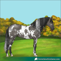 Horse Color:White Spotted Grullo Rabicano
