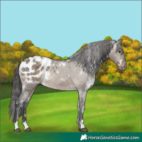 Horse Color:White Spotted Brown Dun Appaloosa 