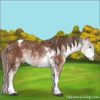 Horse Color:Liver Chestnut Sabino Appaloosa Rabicano 