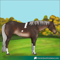 Horse Color:Silver Brown Tobiano 