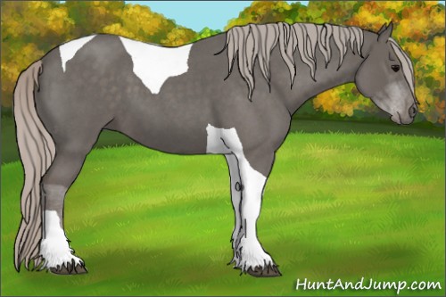Horse Color:Silver Blue Roan Tobiano 