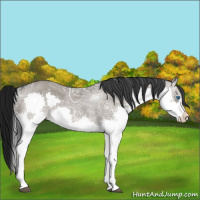Horse Color:Grullo Ice Splash 