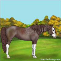 Horse Color:Chocolate Black Splash