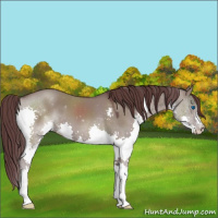 Horse Color:Chocolate Grullo Splash