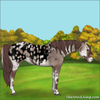 Horse Color:Void Chocolate Grullo Ice Onyx Appaloosa