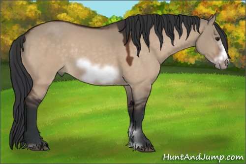 Horse Color:Bay Dun Sabino Frame Rabicano 