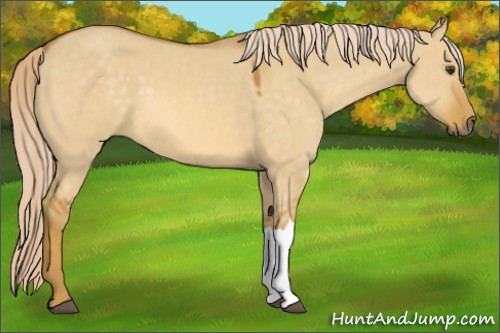 Horse Color:Palomino Dun 