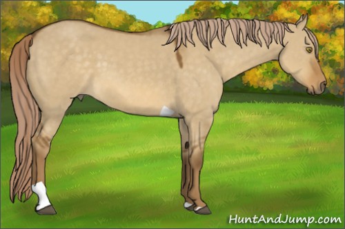 Horse Color:Chocolate Palomino Dun Tobiano 