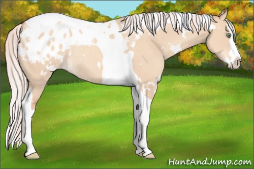Horse Color:White Spotted Silver Amber Champagne Dun Splash Tobiano Appaloosa Rabicano 
