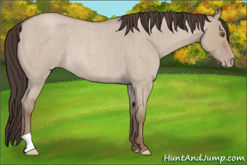 Horse Color:Classic Champagne Roan Dun Rabicano 