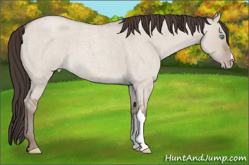 Horse Color:Classic Champagne Roan Dun 