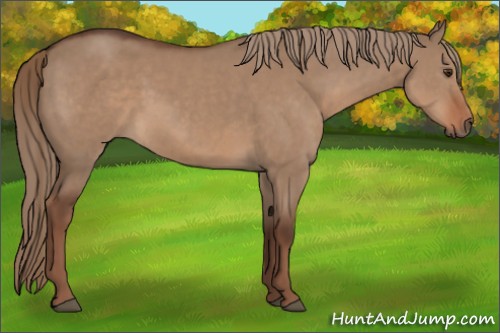 Horse Color:Liver Red Dun 