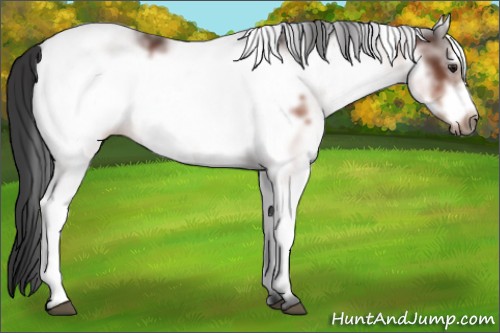 Horse Color:White Spotted Brown Frame 