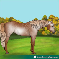 Horse Color:Gray Chestnut 