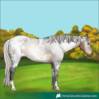 Horse Color:Gray White Spotted Silver Buckskin Roan Appaloosa Rabicano 