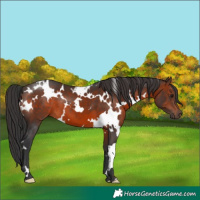 Horse Color:White Spotted Brown 