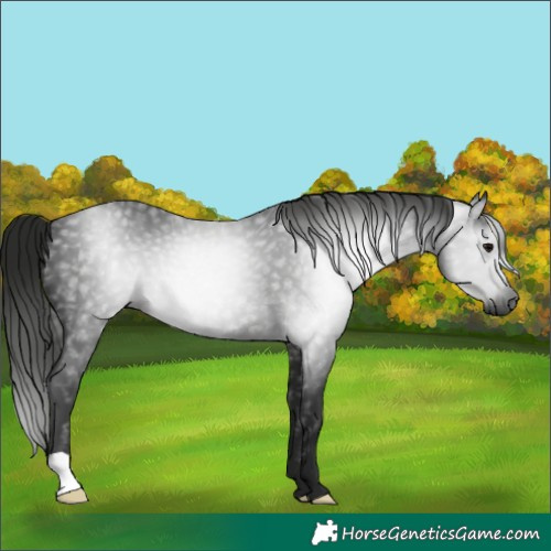 Horse Color:Gray Black 