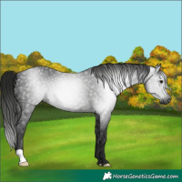 Horse Color:Gray Black 