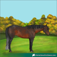 Horse Color:Brown 