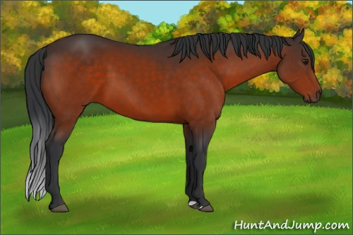 Horse Color:Brown 