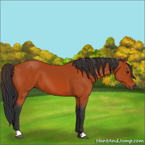 Horse Color:Bay 