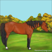 Horse Color:Bay 
