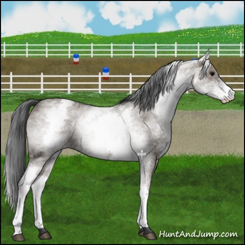 Horse Color:White Spotted Grullo Varnish 