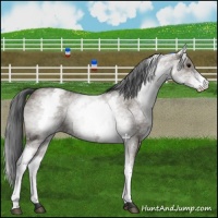 Horse Color:White Spotted Grullo Varnish 