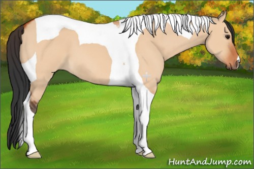 Horse Color:Bay Dun Tobiano 