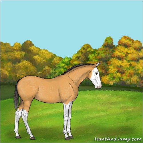 Horse Color:Buckskin Splash 