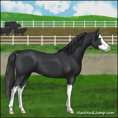 Horse Color:Black Sabino Splash 