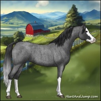 Horse Color:Blue Roan Splash 