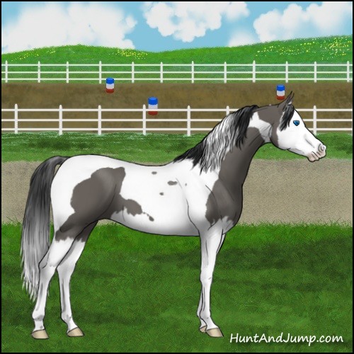 Horse Color:Grullo Splash Tobiano 