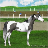 Horse Color:Grullo Splash Tobiano