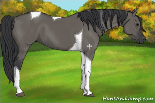 Horse Color:Grullo Tobiano 