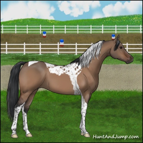Horse Color:Bay Dun Tobiano 