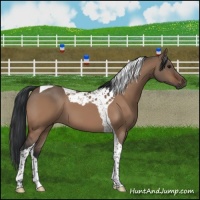 Horse Color:Bay Dun Tobiano 