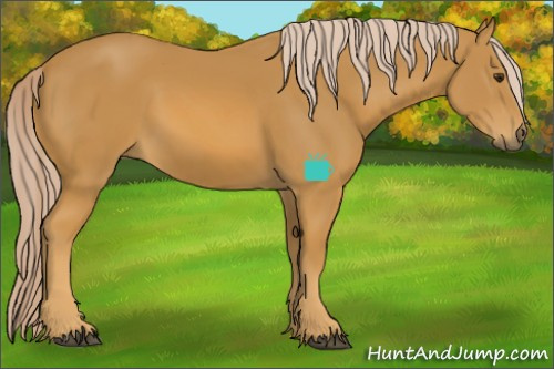 Horse Color:Palomino 