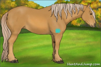 Horse Color:Palomino 
