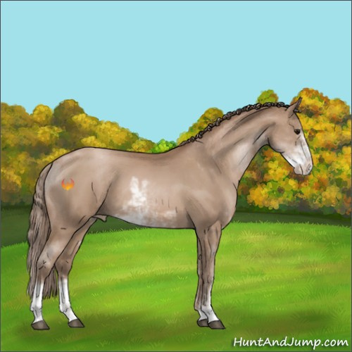 Horse Color:Black Pearl Sabino 