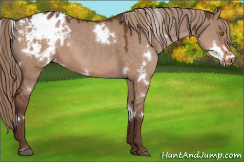 Horse Color:White Spotted Liver Red Dun Sabino Appaloosa 