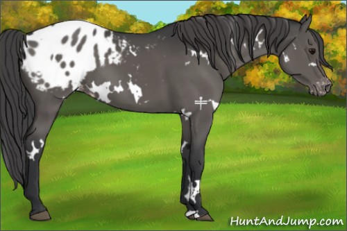 Horse Color:White Spotted Grullo Appaloosa 
