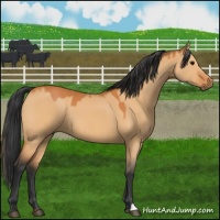 Horse Color:Bay Dun