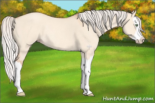 Horse Color:Silver Amber Champagne Dun Splash Rabicano 