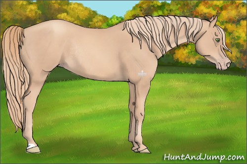 Horse Color:Gold Champagne Rabicano 