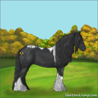 Horse Color:Black Tobiano 